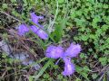 Iris planifolia